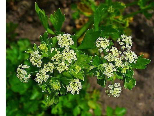 Apium graveolens L.